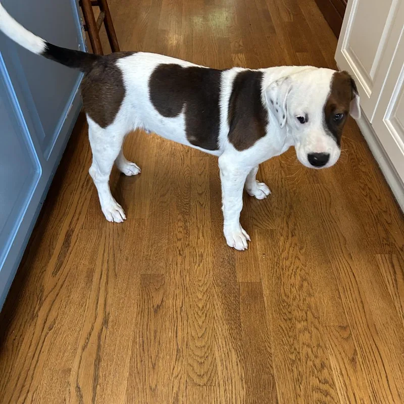 A baby large-sized male White / Cream Mixed Breed dog named Avondale for adoption in Brownsboro, AL