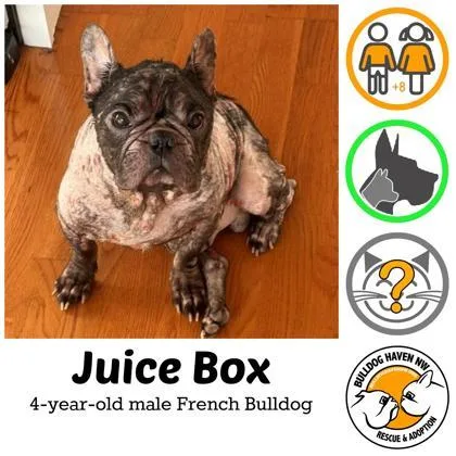 An adult small-sized male Brindle French Bulldog dog named Juice Box for adoption in Bonney Lake, WA