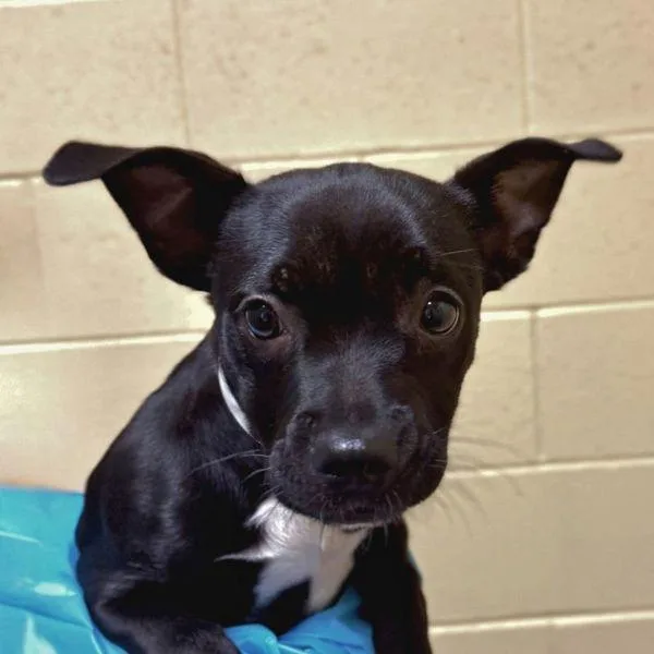 A baby medium-sized male American Staffordshire Terrier dog named Roland for adoption in Walnut Creek, CA