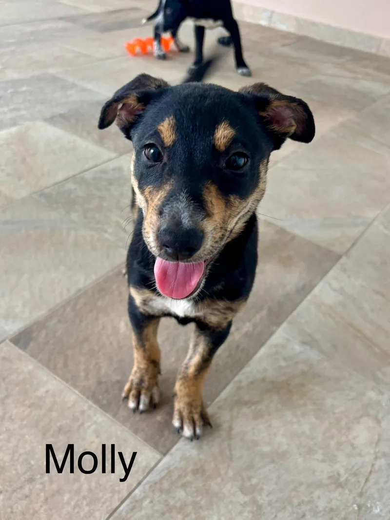 A baby medium-sized female Labrador Retriever dog named Molly for adoption in Lake Hopatcong, NJ