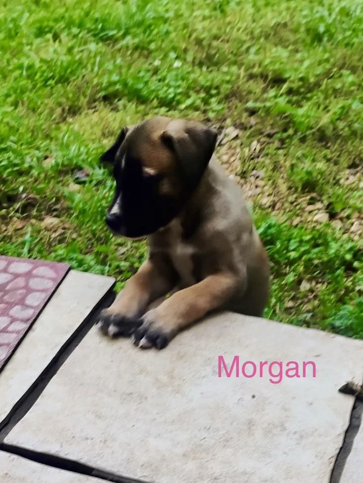 Morgan