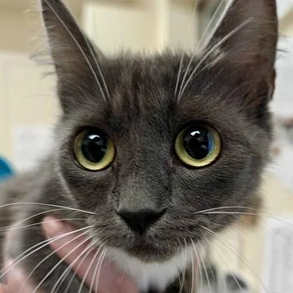 Isabel