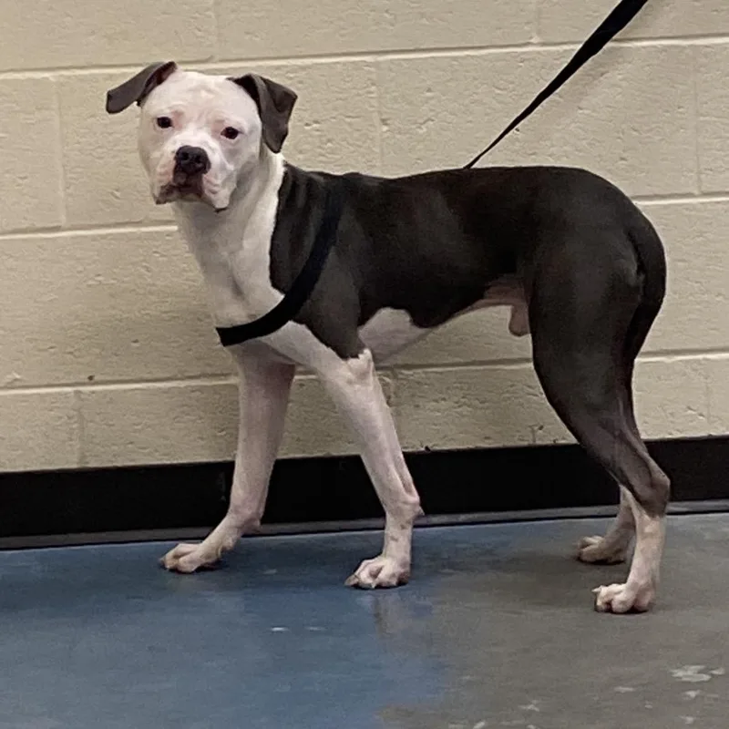 An adult medium-sized male Staffordshire Bull Terrier dog named Gunner for adoption in Bartlett, TN