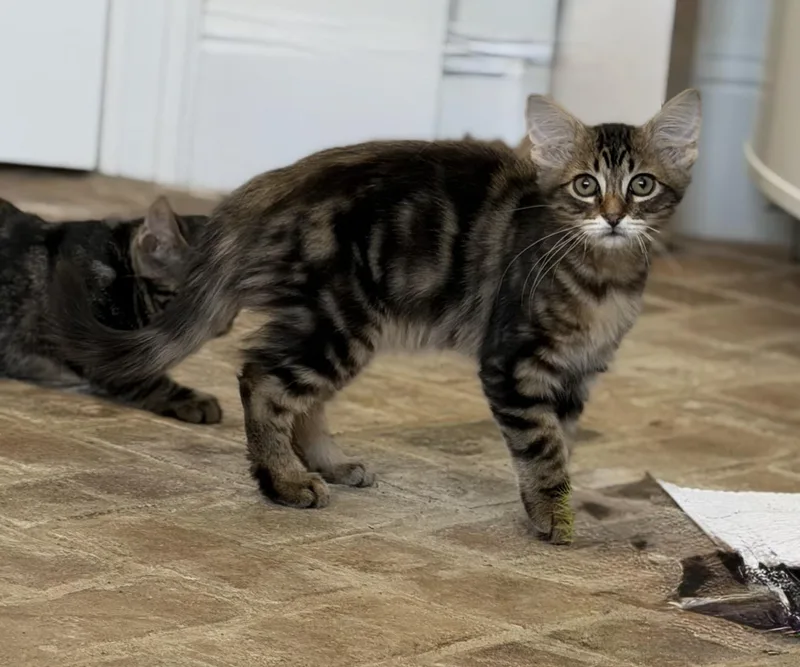 Milky Way  Riley thumbnail 2