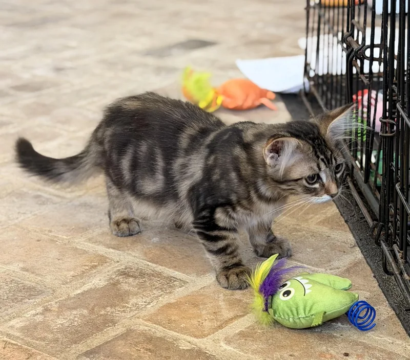 Milky Way  Riley thumbnail 4