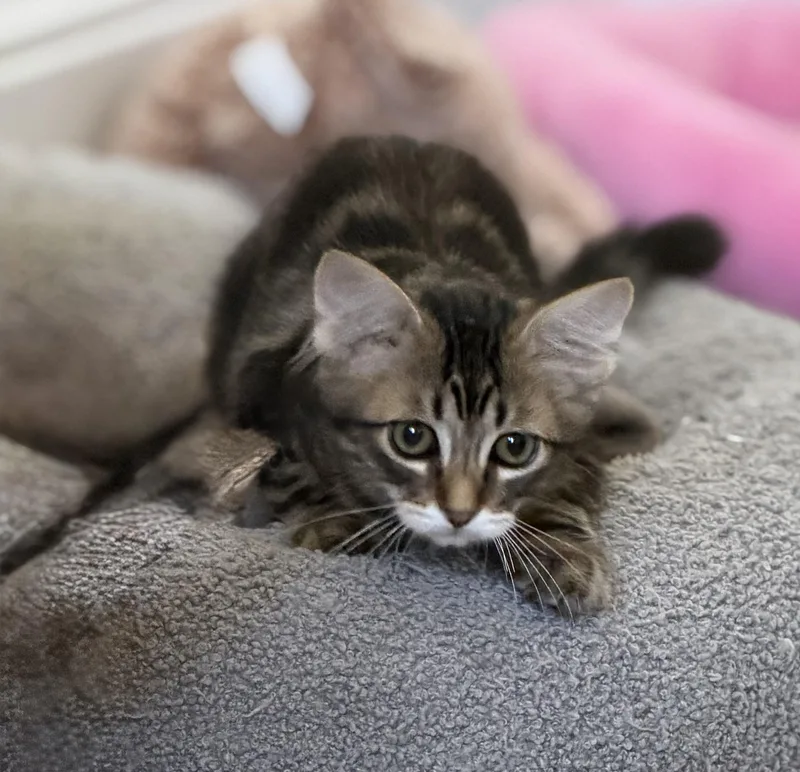 Milky Way  Riley thumbnail 5