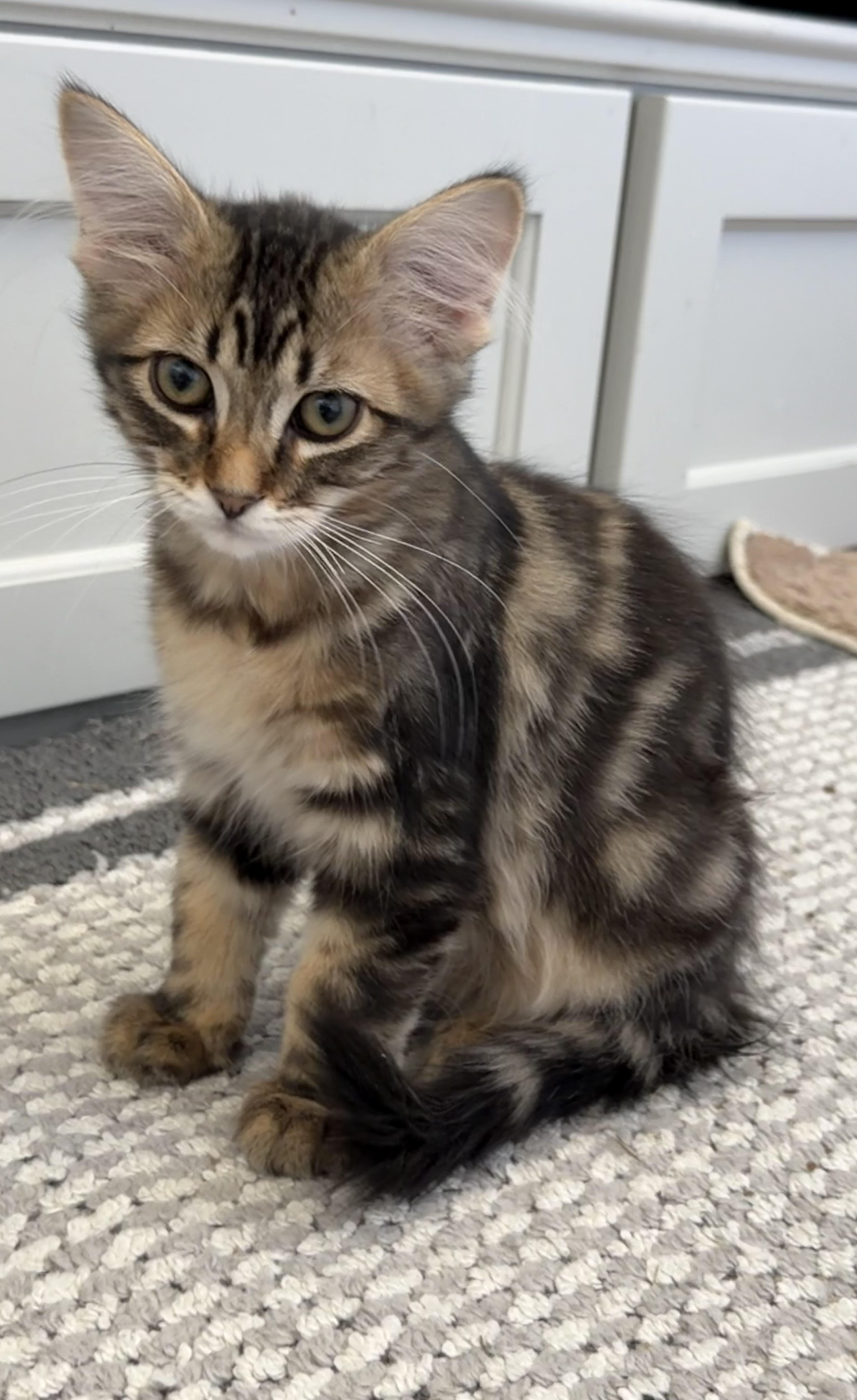 A baby small-sized male Brown / Chocolate Siberian cat named Milky Way  Riley for adoption in Spring, TX