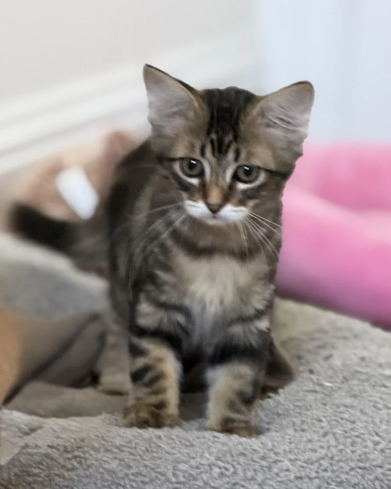 Milky Way  Riley thumbnail 6