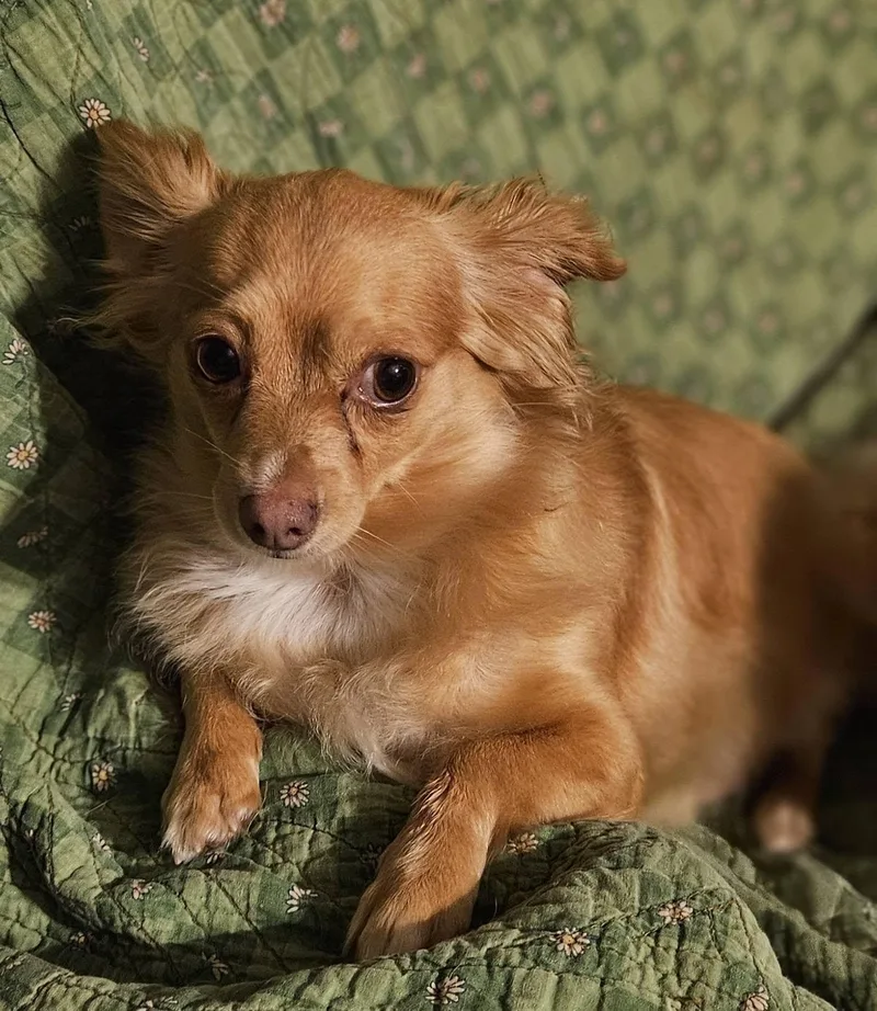 An adult small-sized male Mixed Breed dog named Winston for adoption in Fairmont, WV