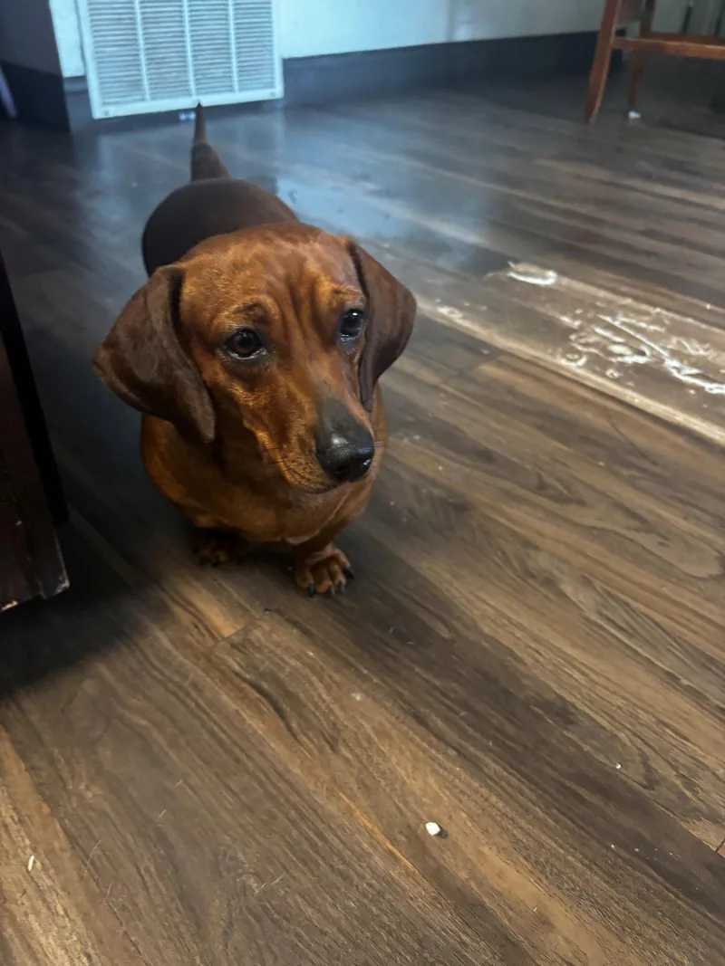 A young small-sized female Dachshund dog named Dior for adoption in Austin, TX