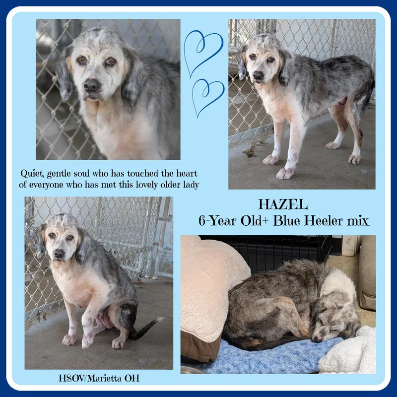 An adult medium-sized female Gray / Blue / Silver Australian Cattle Dog / Blue Heeler dog named Hazel for adoption in Marietta, OH