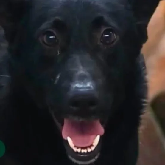 An adult medium-sized male Black Border Collie dog named Alfalfa for adoption in Ravenna, KY
