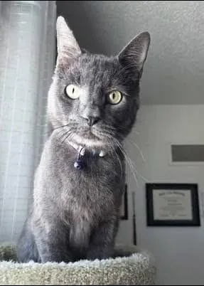 An adult medium-sized male Gray / Blue / Silver American Shorthair cat named Big Boy for adoption in Waverly, IA
