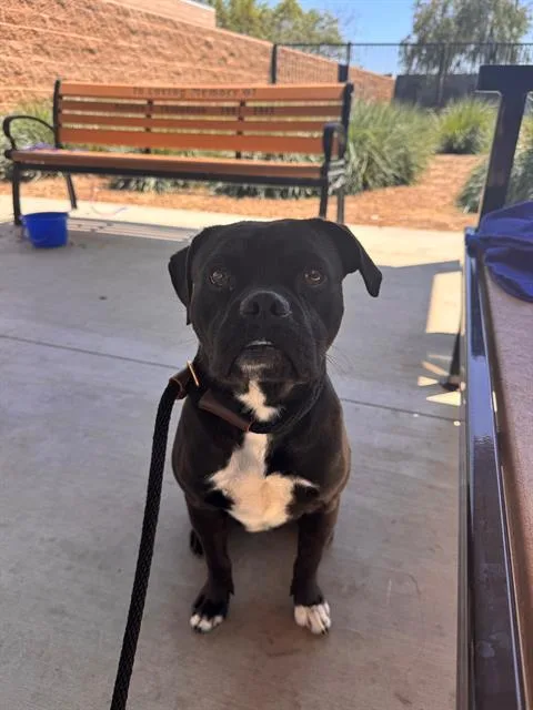 A young small-sized male Staffordshire Bull Terrier dog named Tanque for adoption in Tustin, CA