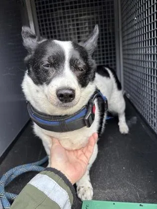A senior small-sized male Cardigan Welsh Corgi dog named Rascal for adoption in Seattle, WA