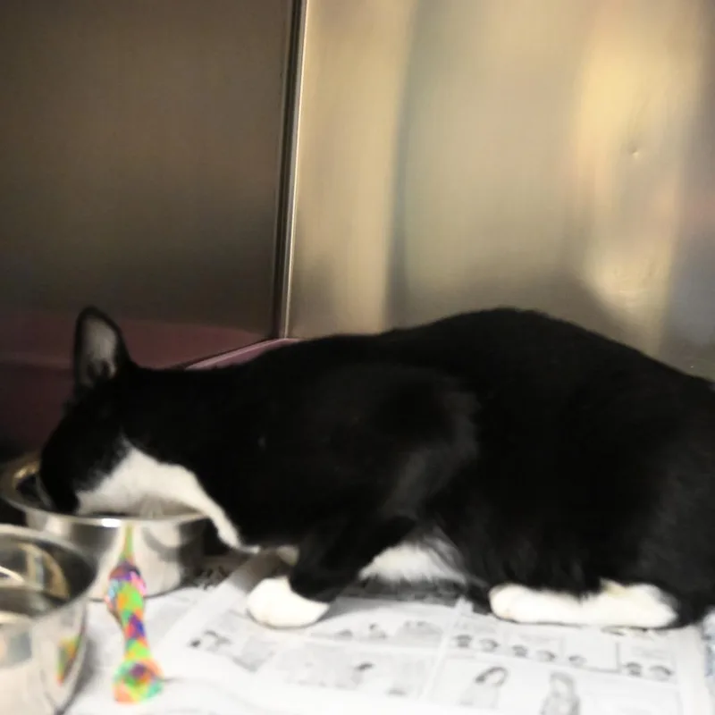 An adult medium-sized male Black Domestic Short Hair cat named Tux for adoption in Galveston, TX
