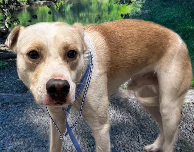 A young medium-sized male Pit Bull Terrier dog named Milton for adoption in Tucson, AZ