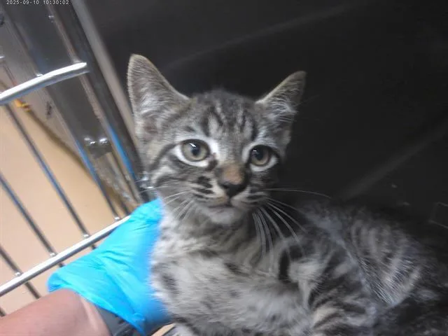 A baby small-sized male Domestic Short Hair cat named Coletrain for adoption in Chula Vista, CA