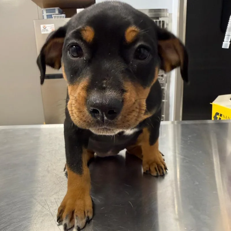 A baby medium-sized female Black Mixed Breed dog named Piper for adoption in Madisonville, TN