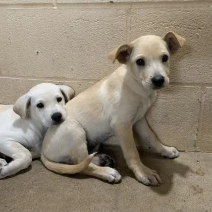 A baby large-sized female Labrador Retriever dog named Lex for adoption in Morton Grove, IL