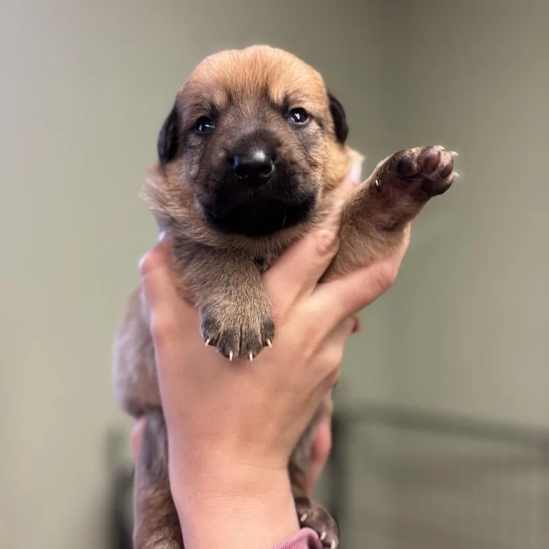 A baby medium-sized male Yellow / Tan / Blond / Fawn Shepherd dog named Kirk for adoption in Springboro, OH