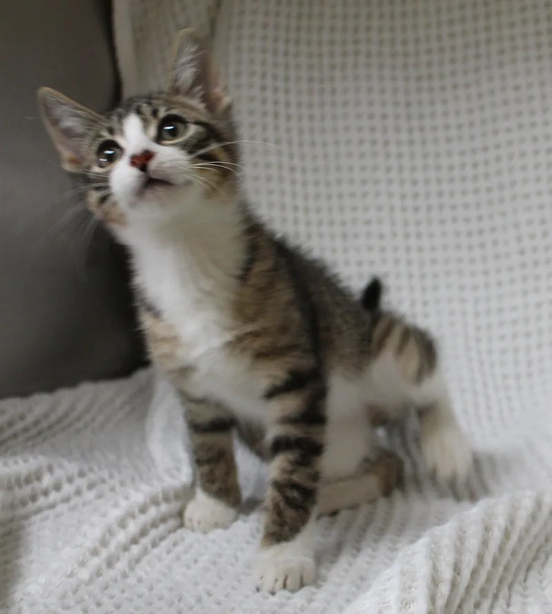 A baby medium-sized male Domestic Short Hair cat named Gizmo for adoption in Prattville, AL