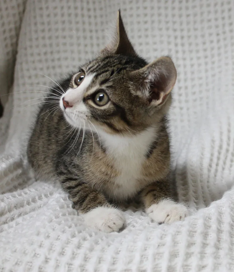 Gizmo thumbnail 2