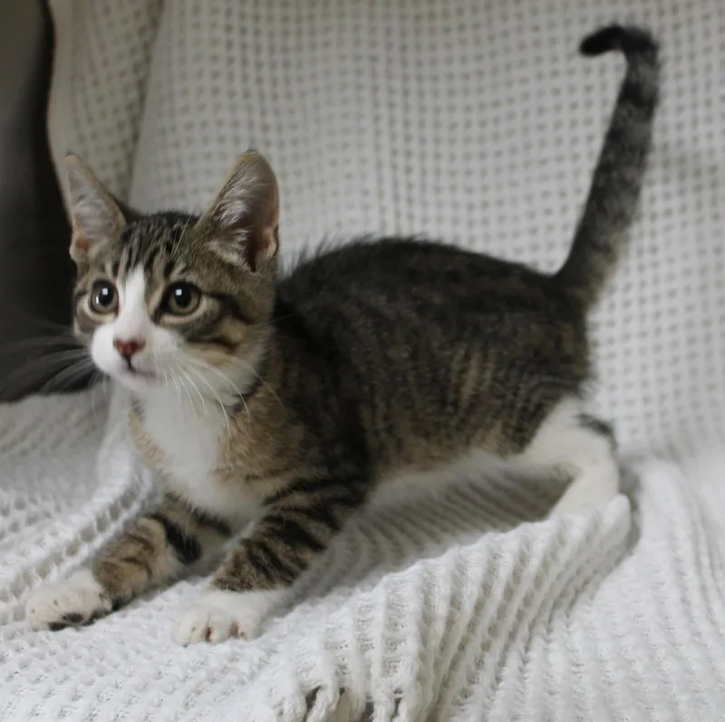 Gizmo thumbnail 3