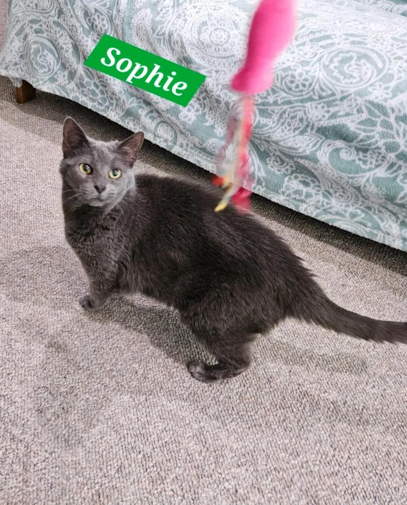 A senior medium-sized female Domestic Short Hair cat named Sophie for adoption in Manchester, TN
