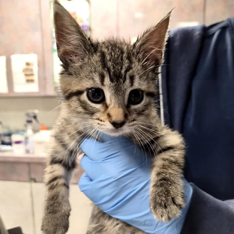 A baby small-sized female Brown / Chocolate Domestic Short Hair cat named Sofrito for adoption in Newark, NJ