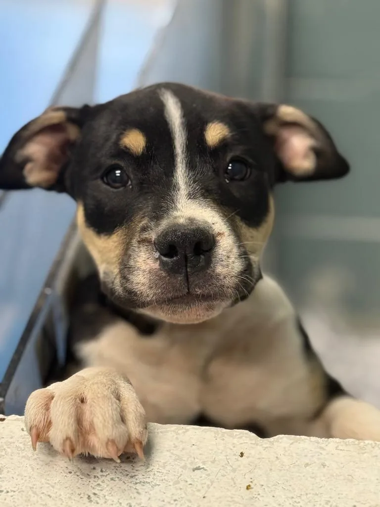 A baby medium-sized male Boxer dog named Brutus for adoption in Danielsville, GA