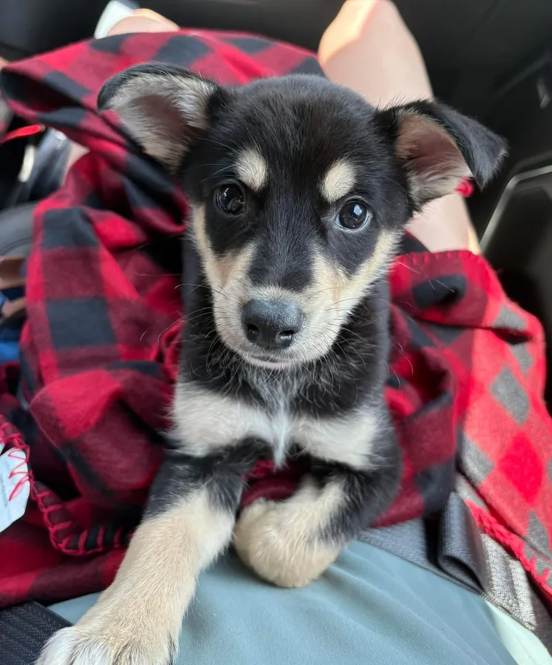 A baby small-sized female Black Australian Shepherd dog named Delta for adoption in Calera, AL