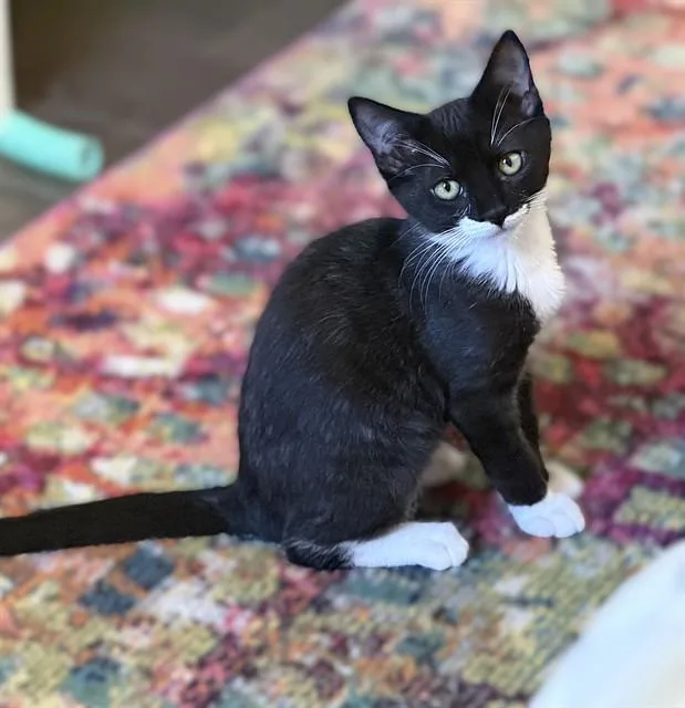 A baby small-sized female Domestic Short Hair cat named Sylina for adoption in Sacramento, CA