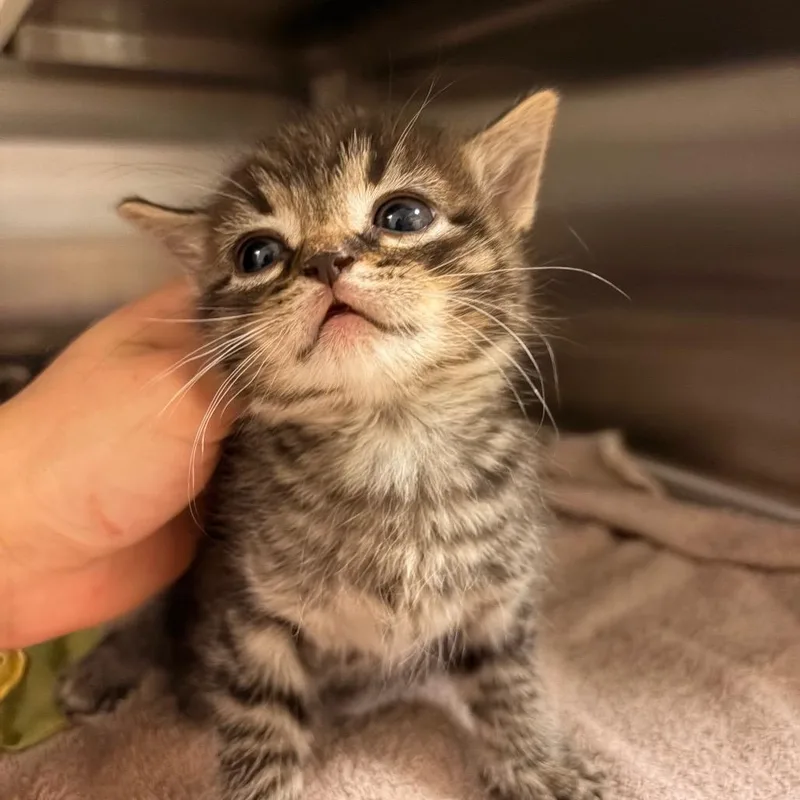 A baby small-sized male Brown / Chocolate Domestic Short Hair cat named Sebastian for adoption in Bristol, IN