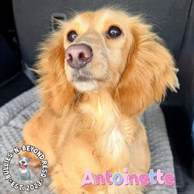 An adult small-sized female Dachshund dog named Antoinette for adoption in Omaha, NE