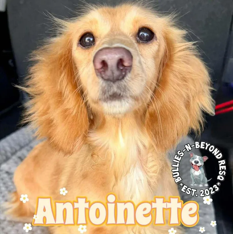 Antoinette thumbnail 3