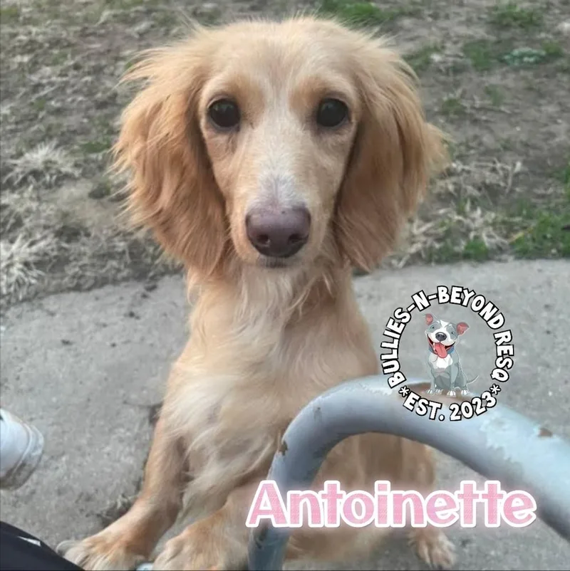 Antoinette thumbnail 4