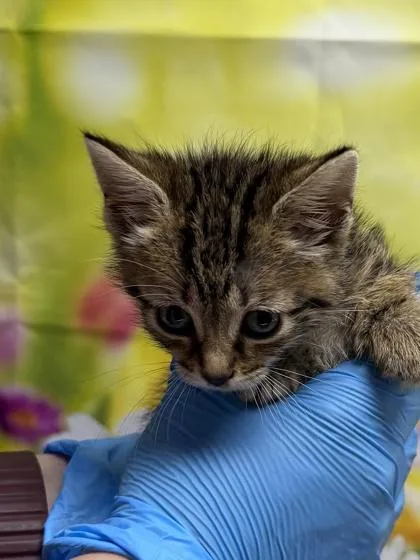 A young small-sized male Domestic Short Hair cat named Minun for adoption in San Antonio, TX