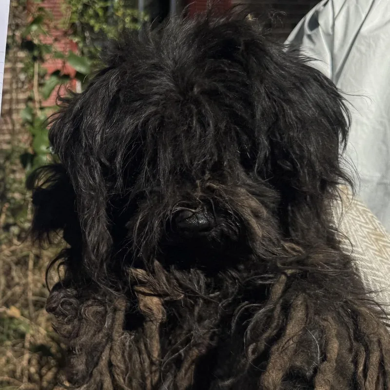 An adult small-sized female Schnauzer dog named Pepper for adoption in Birmingham, AL