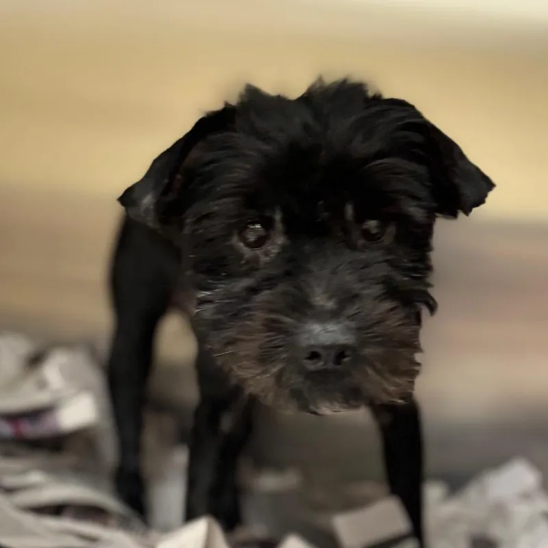 Pepper thumbnail 2