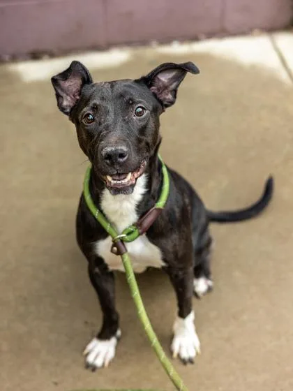An adult large-sized female Mixed Breed dog named Pakora for adoption in Chamblee, GA