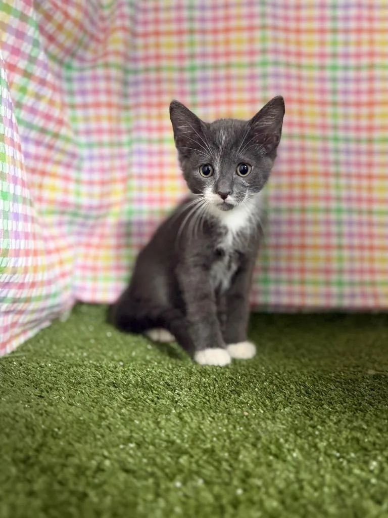 A baby small-sized male Domestic Short Hair cat named Axe for adoption in Hopkinsville, KY