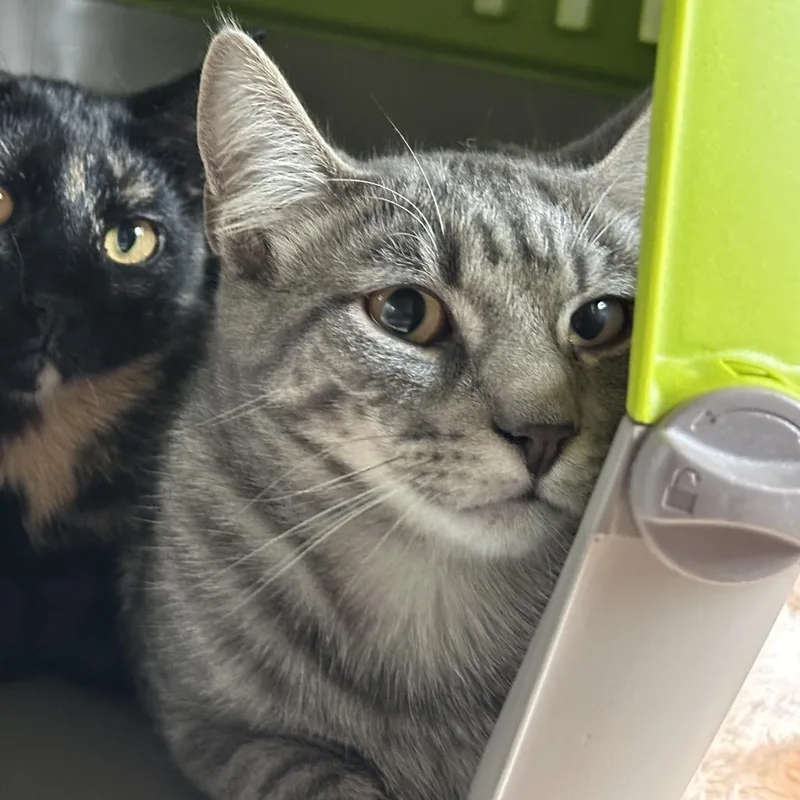 A young medium-sized male Gray / Blue / Silver Domestic Short Hair cat named Sweetie for adoption in Matteson, IL