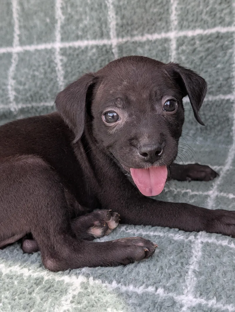 A baby small-sized male Black Chihuahua dog named Storm Surge for adoption in Baton Rouge, LA