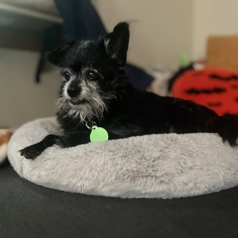 Maggie thumbnail 4