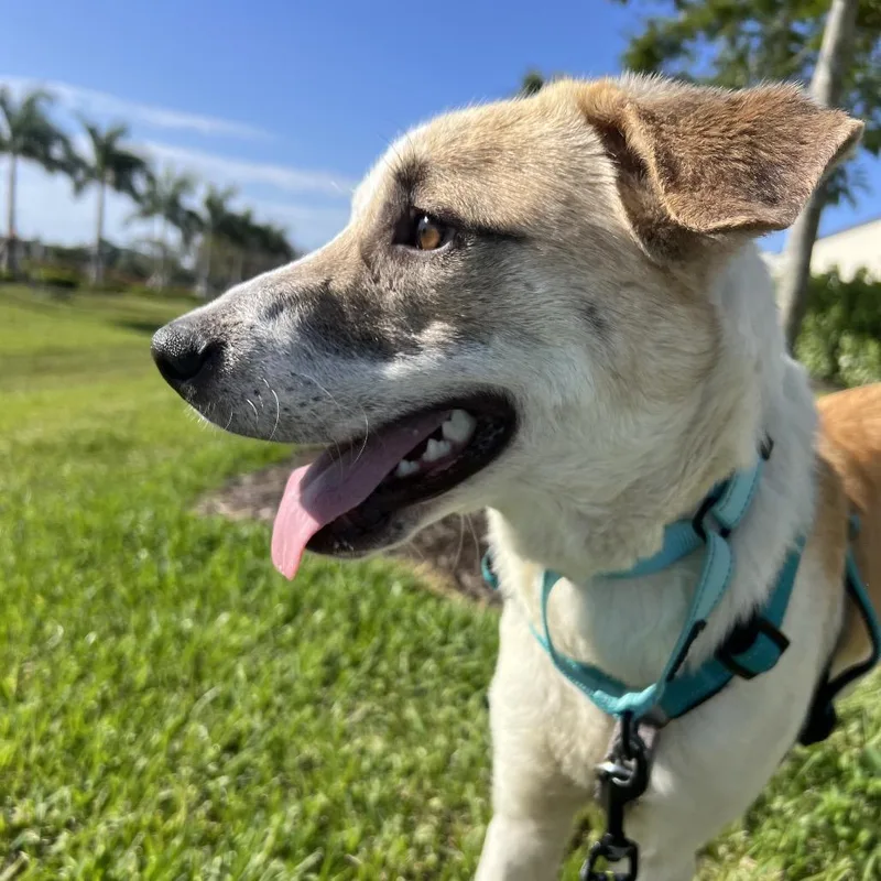 A young medium-sized female Brown / Chocolate Mixed Breed dog named Allie for adoption in Naples, FL