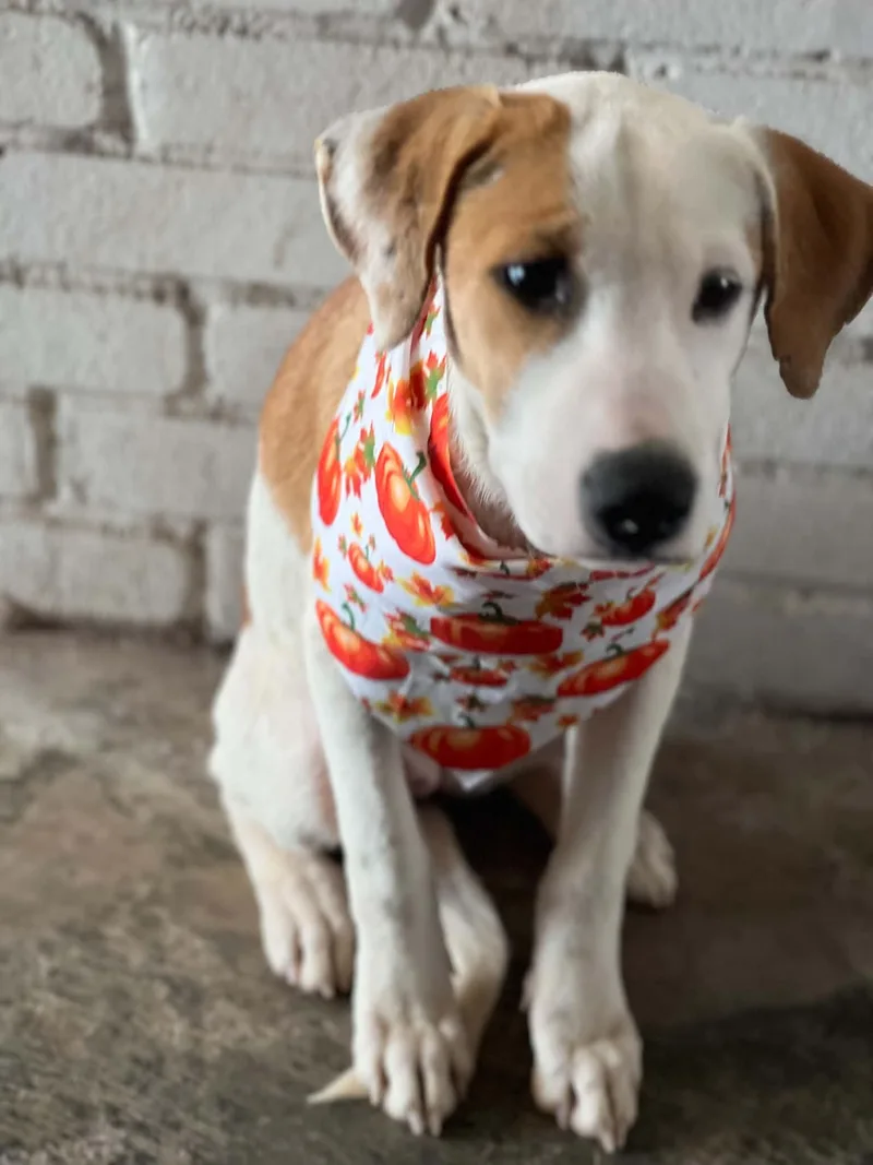 A baby medium-sized female Hound dog named Breezy for adoption in Houston, TX
