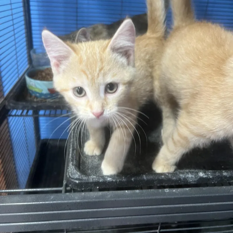 An adult small-sized male Orange / Red Domestic Short Hair cat named Arlo for adoption in Carroll, IA