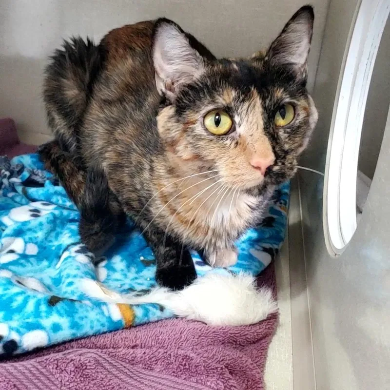 An adult medium-sized female Tortoiseshell cat named Phoebe for adoption in Hutchinson, MN