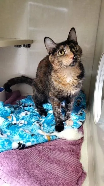 Phoebe thumbnail 3